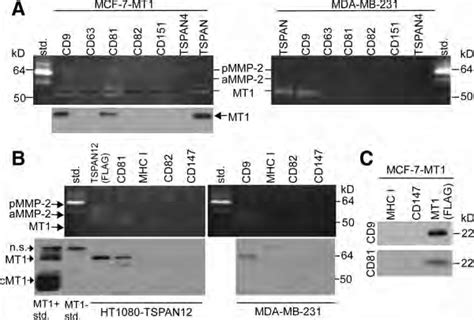 Specific Tetraspanins Associating With Mt1 Mmp A Mcf 7 Mt1 And