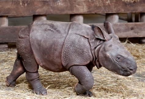 Czech zoo welcomes baby Indian rhinoceros | CTV News