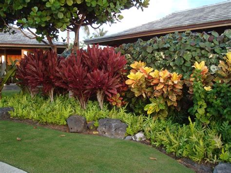 Tropicals On The Big Island Of Hawaii Crotons Red Ti Leaf Lauae