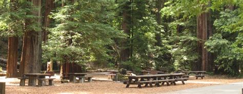 Armstrong Redwoods State Park | Redwood Forest