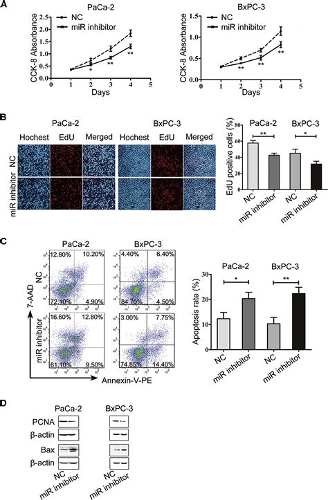 Mir 324 5p Contributes To Cell Proliferation And Apoptosis In Pancreatic Cancer By Targeting