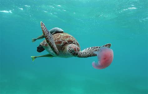 Turtle Eating Jellyfish