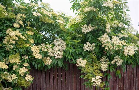 23 Small Flowering Trees to Grow in Your Yard