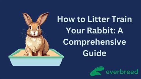 How To Litter Train Your Rabbit A Comprehensive Guide Everbreed