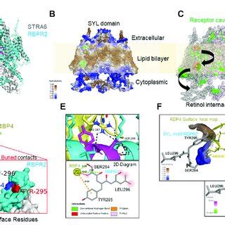 Molecular Docking Analysis Of RBPR2 RBP4 Protein Interaction A RBPR2