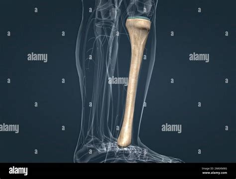 Human Lower Limb Bone Femur Stock Illustration Illustration Of Bone