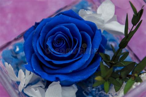 Floral Arrangement. Blue Rose Flower Stock Image - Image of nature ...