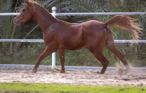 Cavallo Arabo Prezzo Quanto Costa Acquistare Un Cavallo Arabo