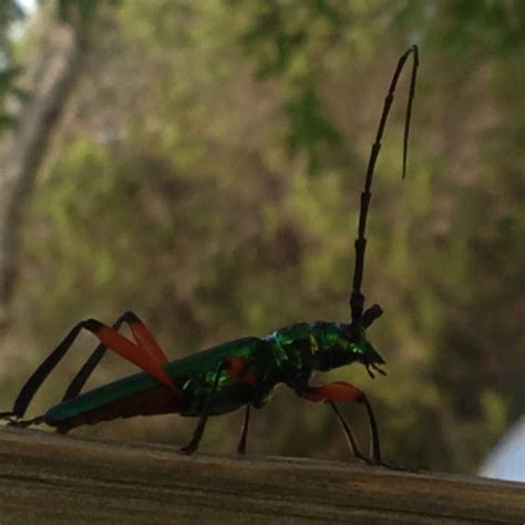 Green Longhorn Beetle Bumelia Borer Project Noah