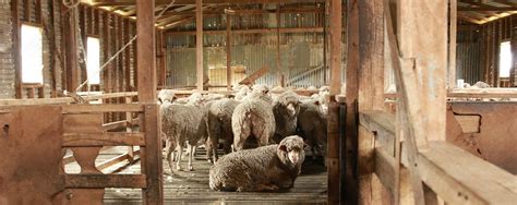 Kurraglen Sheep Goat Handlers Alpaca Crush