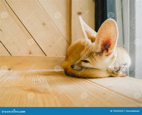 Fennec Fox As A Pet Stock Image Image Of Africa Horizontal 70226333