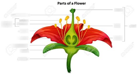 Biology Unit 6 Flower Parts Diagram Quizlet