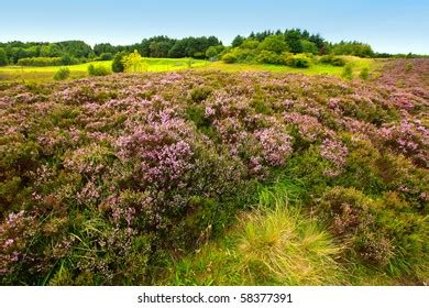 Fields Heather Scotland Stock Photo 58377391 | Shutterstock