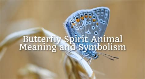 Butterfly Spirit Animal – Meaning and Symbolism - Spirit Animal Mysteries