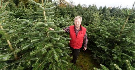 Where To Buy Live Christmas Trees Near Me