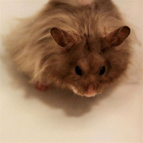 Teddy Bear Hamster Pet Ruby Hamster Cute Hamsters Bear Hamster