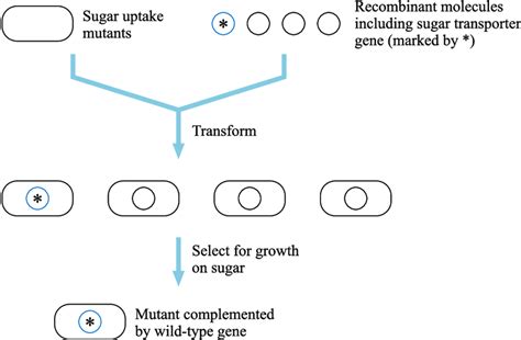 Selection For Functional Complementation Asterisk Indicates A Gene