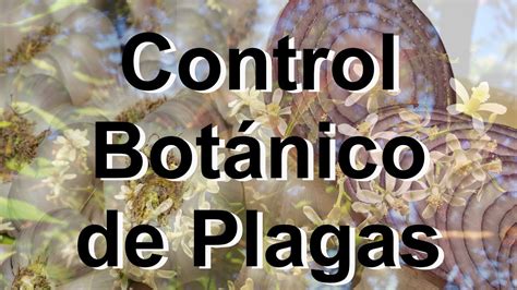 Plantas Insecticidas Para Controlar Plagas En Cultivos Control Botánico De Plagas Youtube