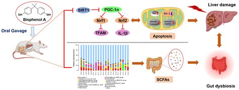 Ijms Free Full Text Exposure To Bisphenol A Caused Hepatoxicity And