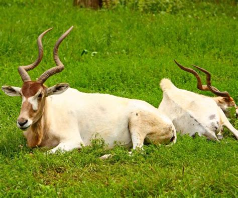 incredible facts   addax factopolis