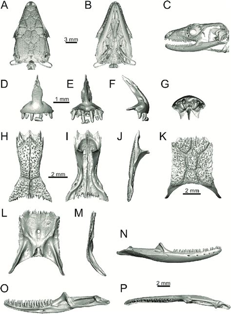 Skull And Selected Cranial Elements Of Extant Podarcis Muralis Nhmv Download Scientific Diagram