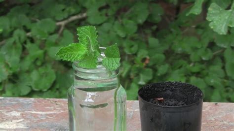 How To Propagate Mint My Heart Lives Here