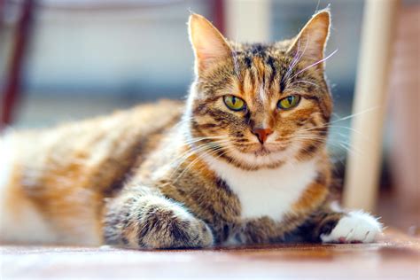 Gato Escaminha De Tartaruga Raças Temperamento E Fatos Guia Animal