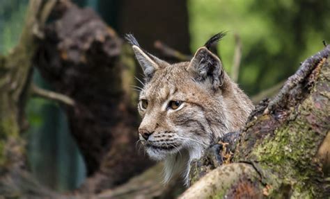 Les Secrets De La Faune Sauvage Proteg E Montagnes Du Jura