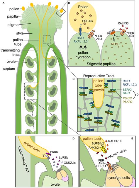 Frontiers Finding New Arabidopsis Receptor Kinases That Regulate