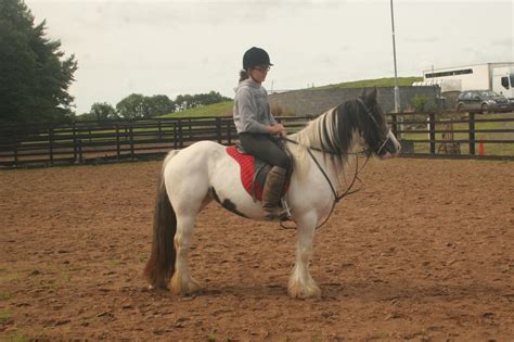 Irish Cobs à Vendre Cairnview Stud