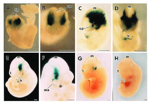 Developmental Changes In Gal Expression Blue With Construct