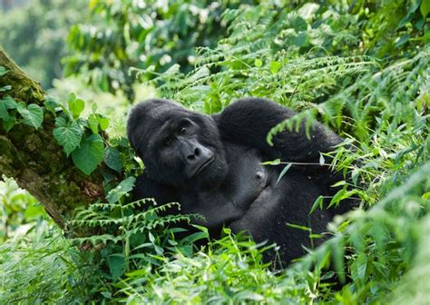 Gorila de montaña macho dominante en la hierba uganda parque nacional