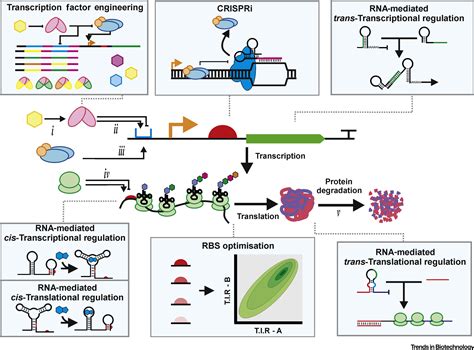 Contemporary Tools For Regulating Gene Expression In Bacteria Trends