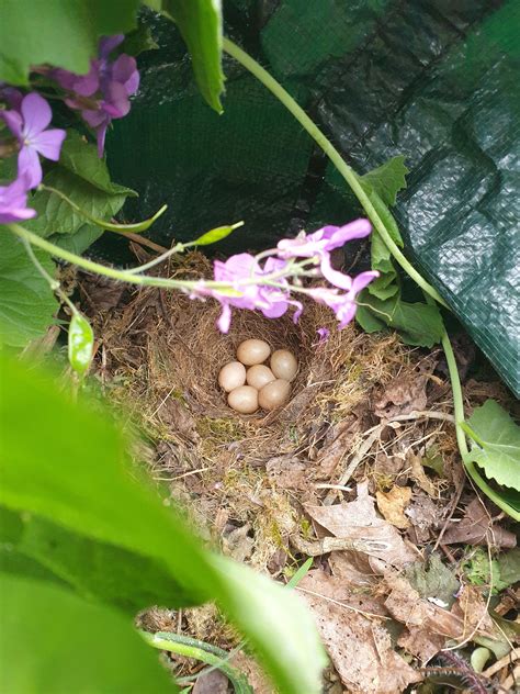 What Bird Laid These Eggs Found In My Compost Bag Uk Rwhatsthisbird