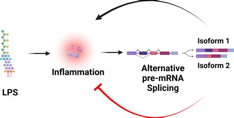 Frontiers Alternative Pre Mrna Splicing As A Mechanism For