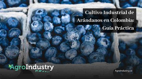 Cultivo Industrial De Ar Ndanos En Colombia Gu A Pr Ctica Agroindustry