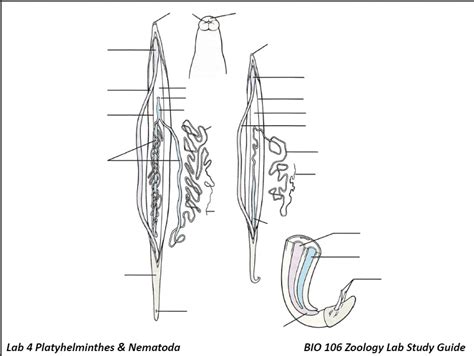 Ascaris Male And Female Diagram Quizlet