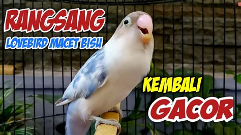 Bikin Lovebird Macet Bisu Kembali Gacor Pancingan Suara Burung