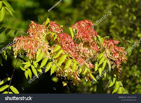 1,423 Ailanthus Images, Stock Photos, 3D objects, & Vectors | Shutterstock