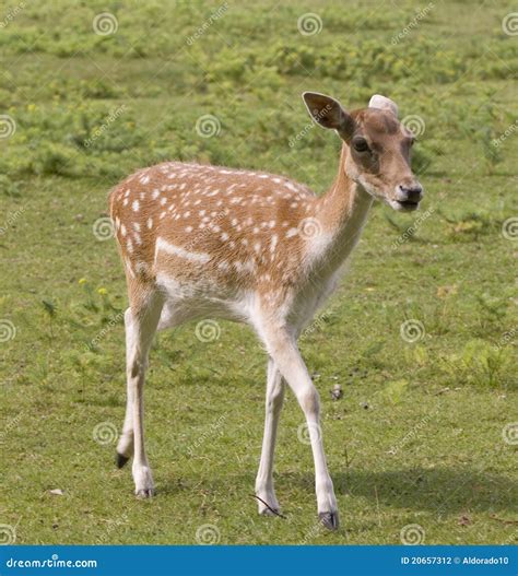 Female Deer In Countryside Stock Photo Image Of Field 20657312