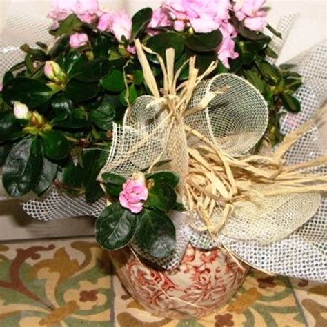 Azalea Con Macetero De Cer Mica Plantas Para Regalar Floresfrescasonline