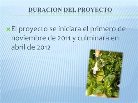 Proyecto De Plantas Medicinales Ppt