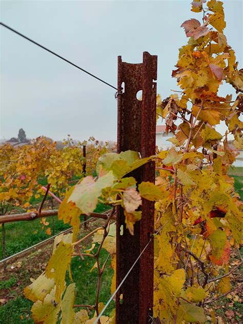 Small Piquet De Vigne Interm Diaire Tuteurs Pour Les Vignes