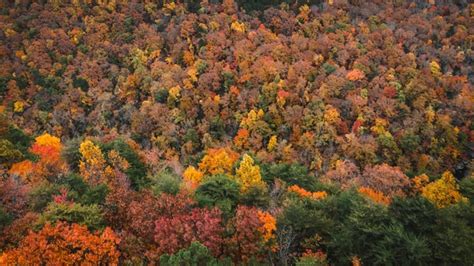 Premium Photo | Forest in autumn