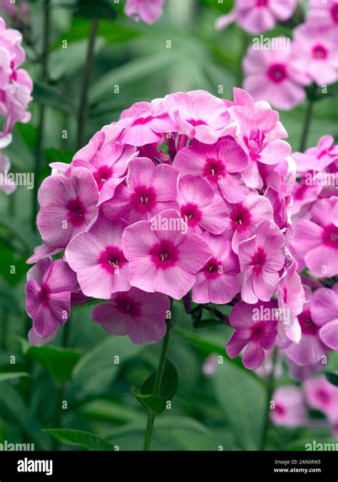 PHLOX PANICULATA EVA CULLUM Stock Photo Alamy