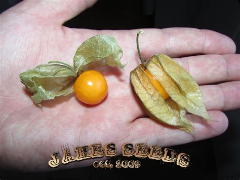 Giant Cape Gooseberry Golden Berry Inca Physalis Uchuva Seeds