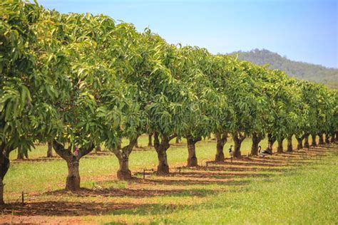 Mango Trees On Farm Mango Plantation Stock Photo Image Of Nature