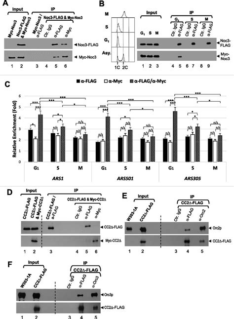 An Essential Noc3p Dimerization Cycle Mediates Orc Double Hexamer Formation In Replication