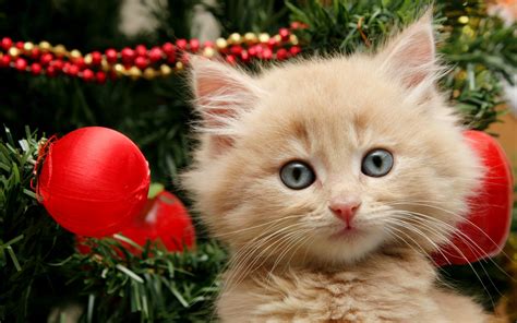 Christmas Kitten HD Wallpaper