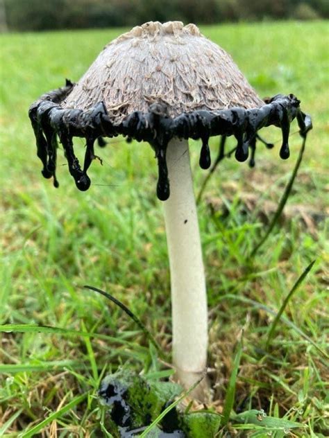 Pretty Plants Cool Plants Wild Mushrooms Stuffed Mushrooms Mushroom